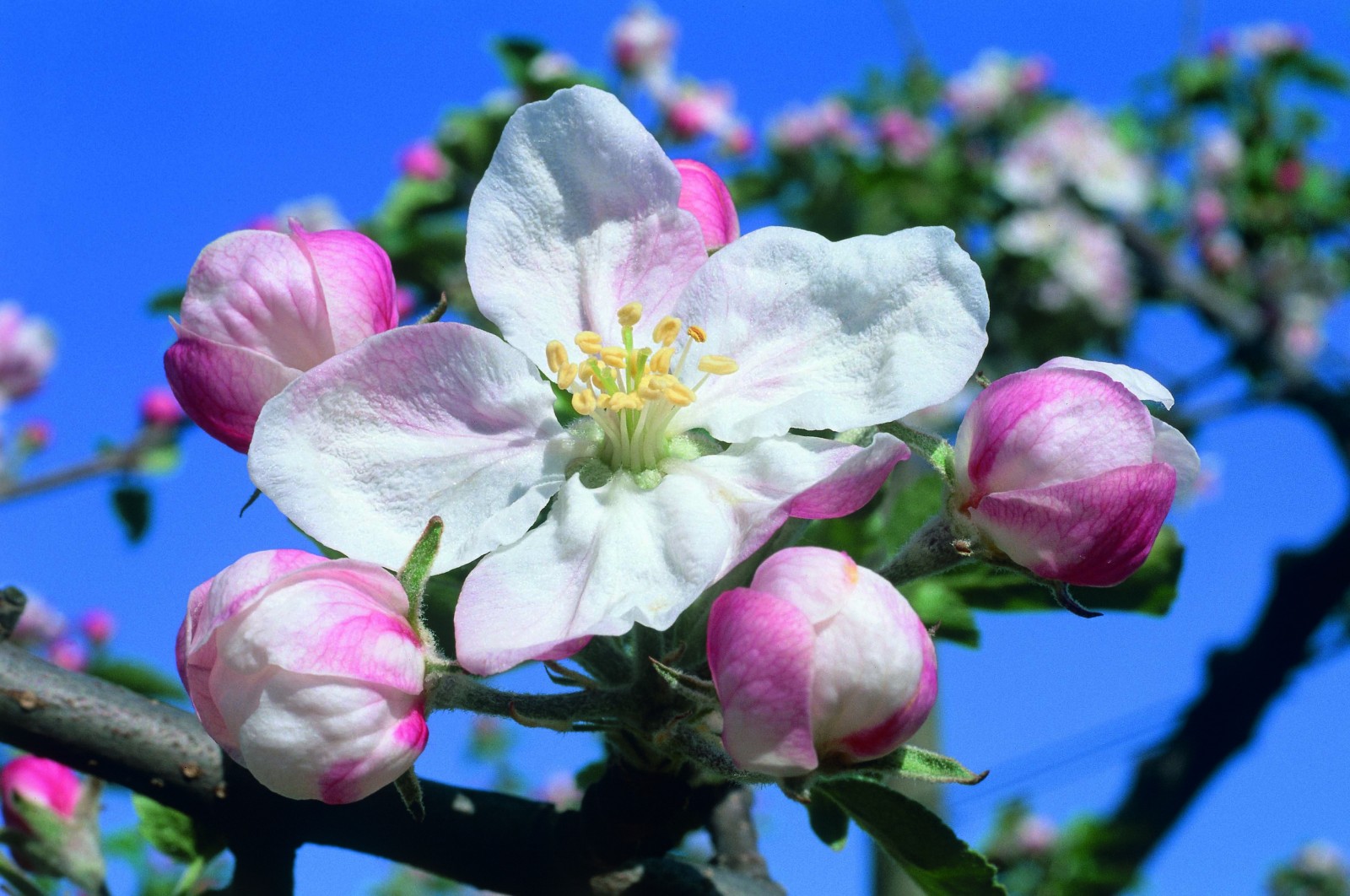 Kirschblüte Kirschblüte