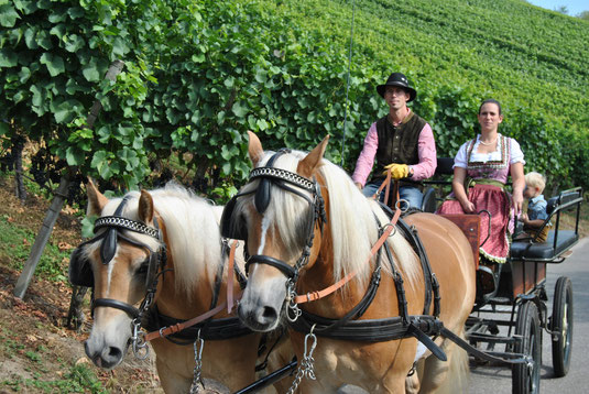 Kutschfahrten Kutschfahrten